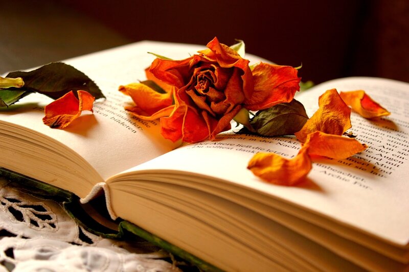 Dried Rose on Book — Orange, Serene, Night