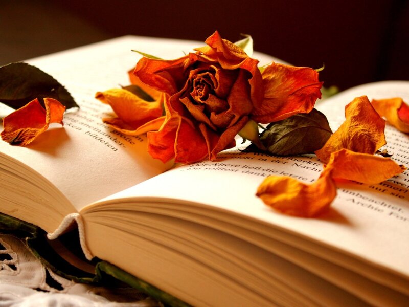 Dried Rose on Book — Orange, Serene