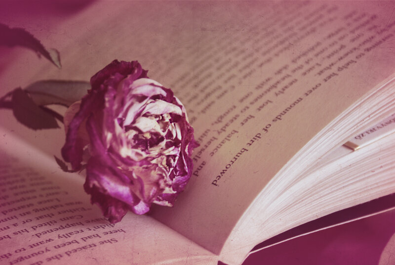 Dried Rose on Book — Purple