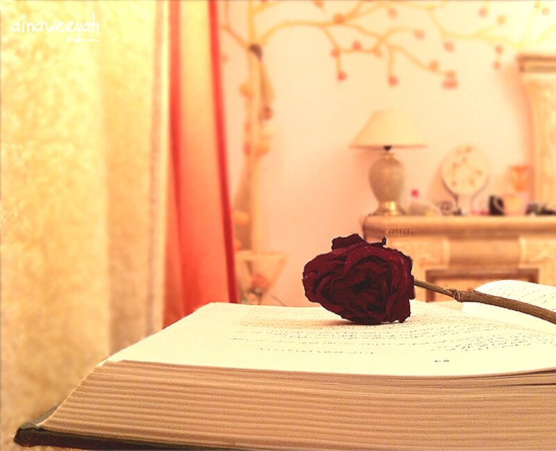 Dried Rose on Book — Red, Calm