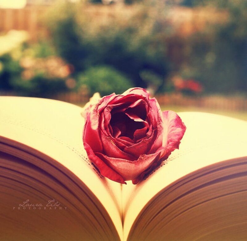 Dried Rose on Book — Red