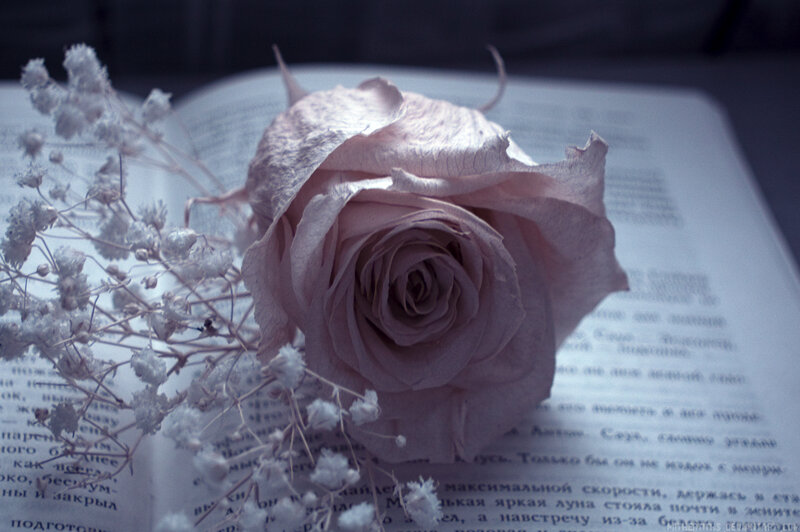 Dried Rose on Book