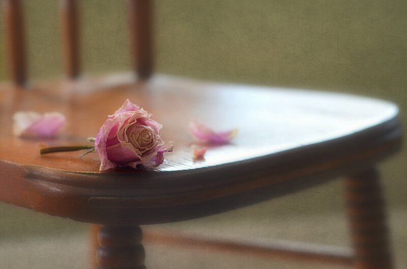 Dried Rose on Chair