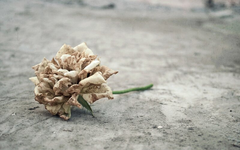 Dried Rose on Concrete — Gray