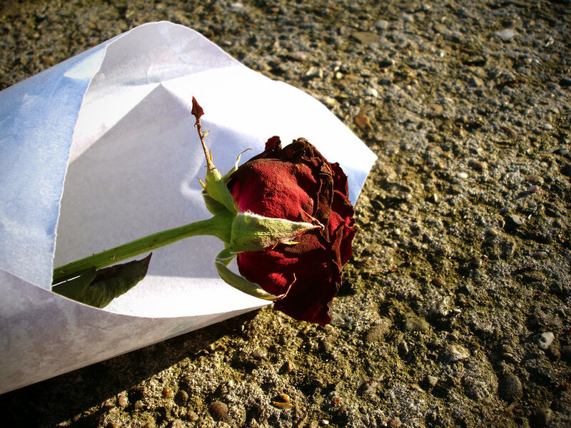 Dried rose on concrete