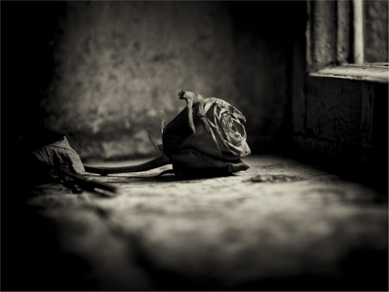 Dried Rose on Floor