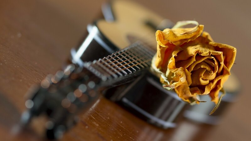 Dried Rose on Guitar — Brown