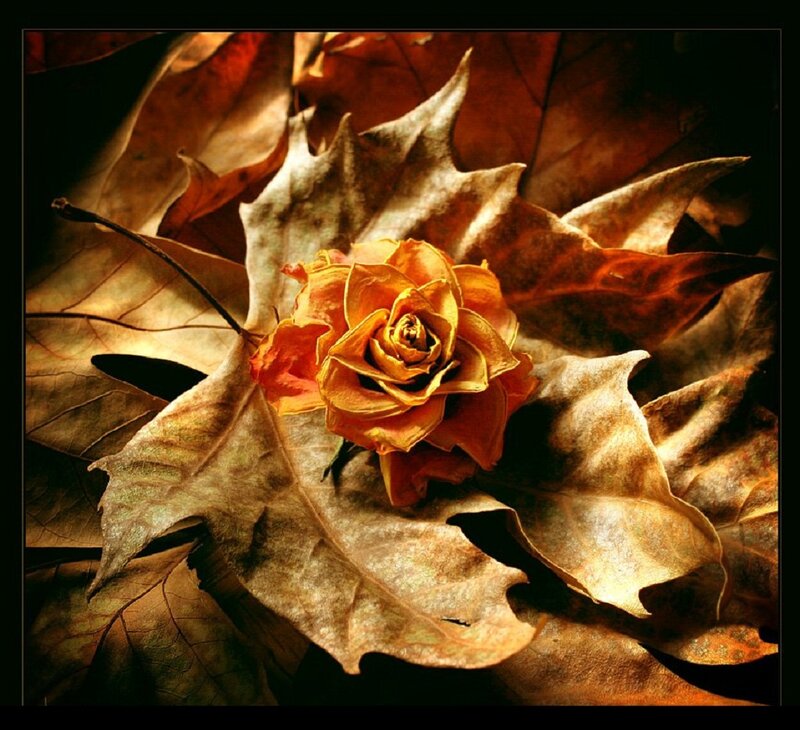 Dried Rose on Leaves