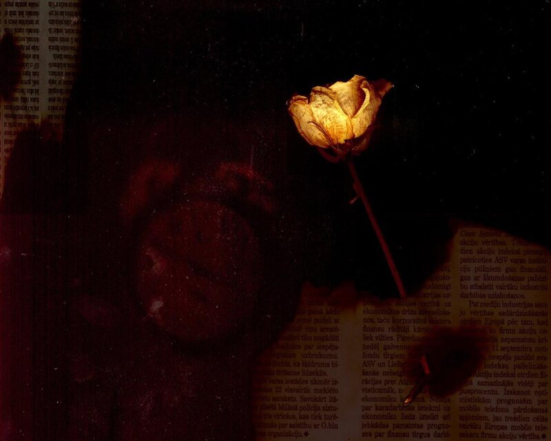 Dried Rose on Newspaper