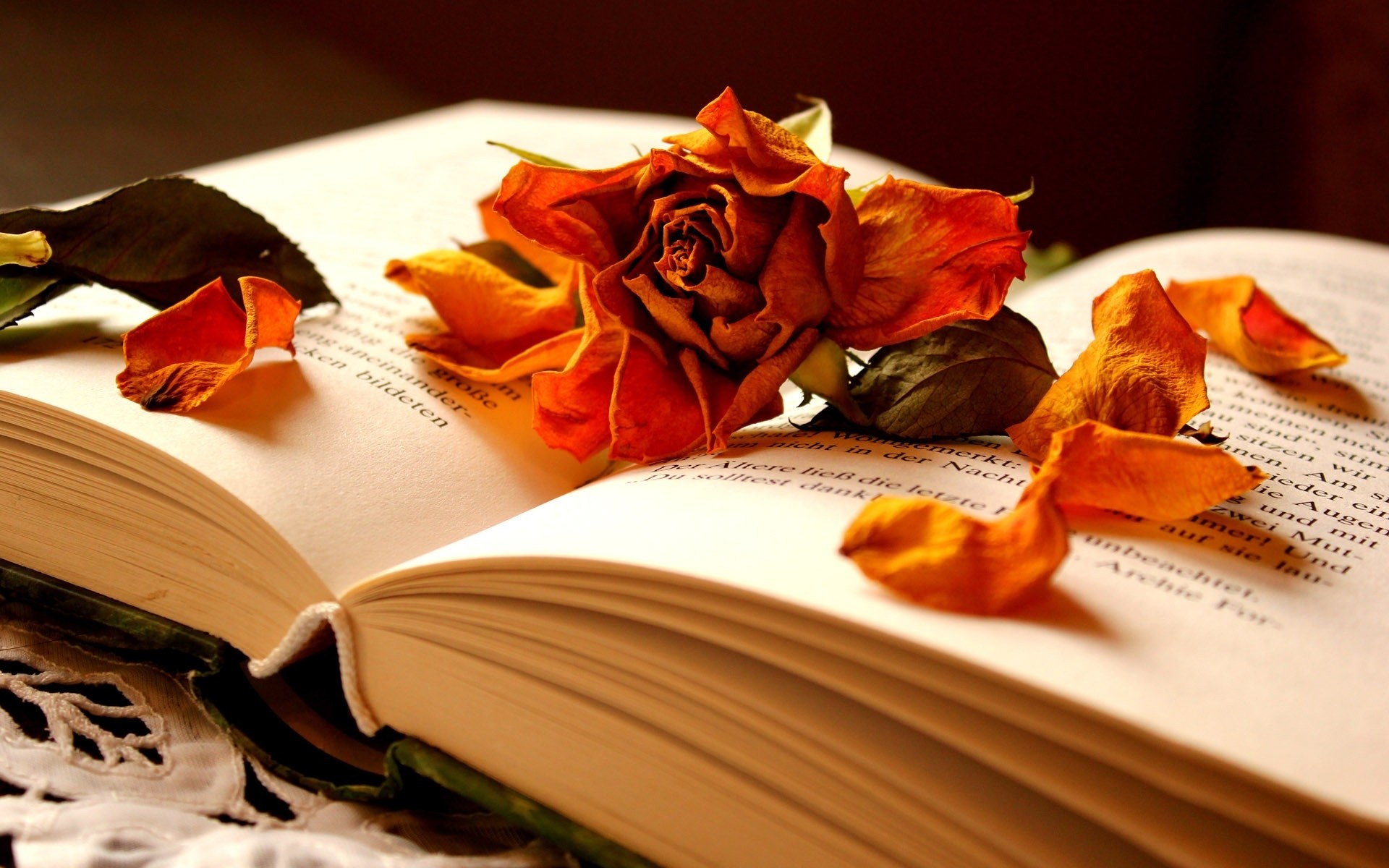 dried rose on open book