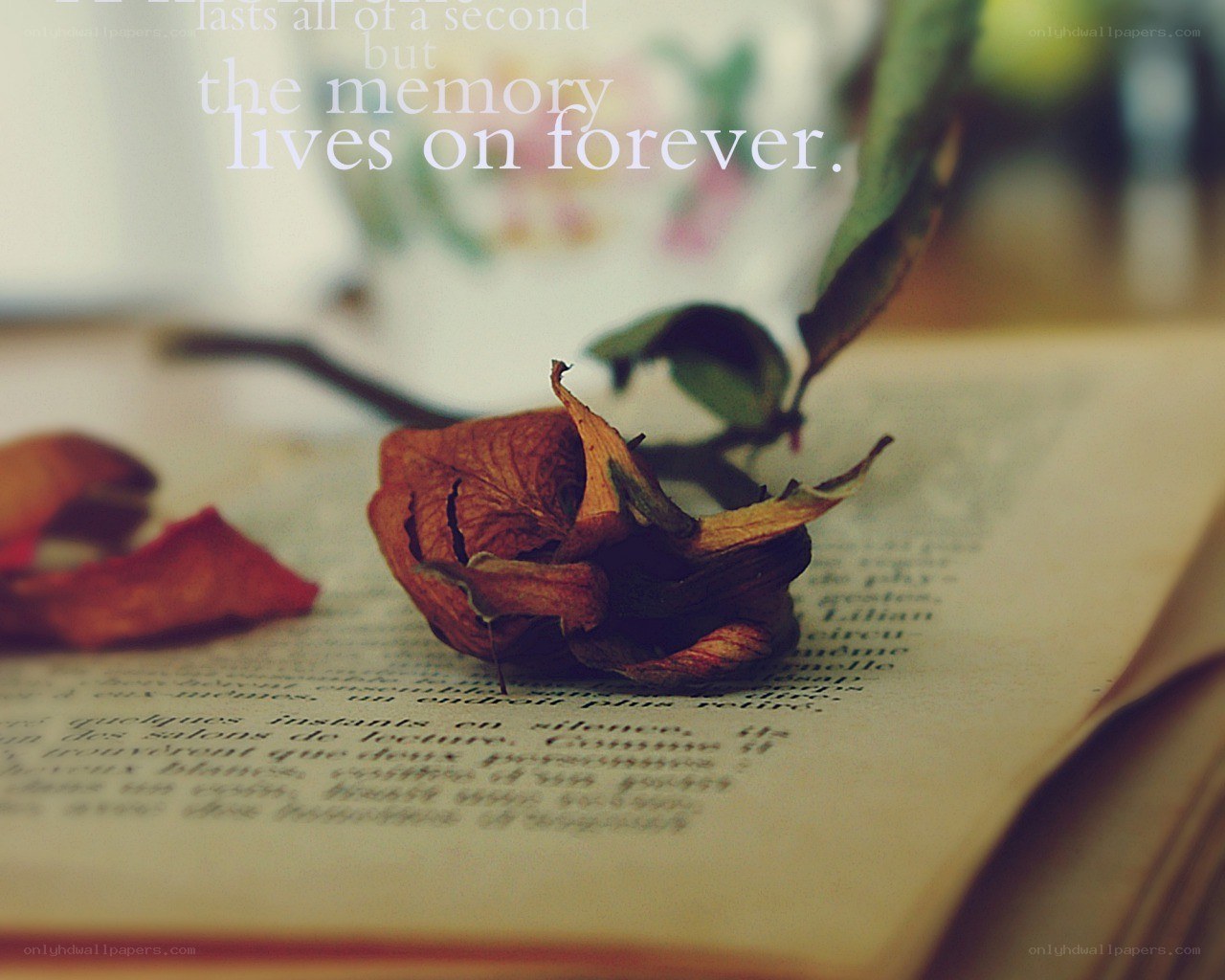 dried rose on open book