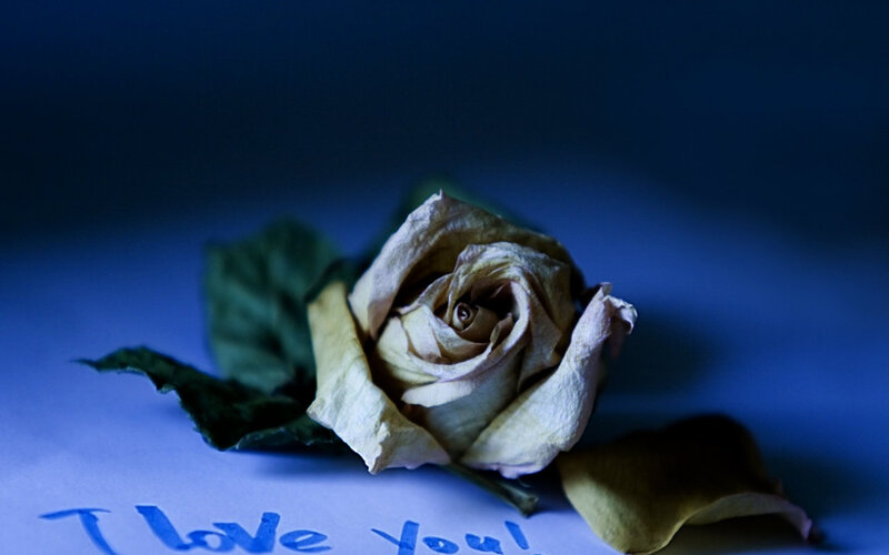 Dried Rose on Paper — Blue