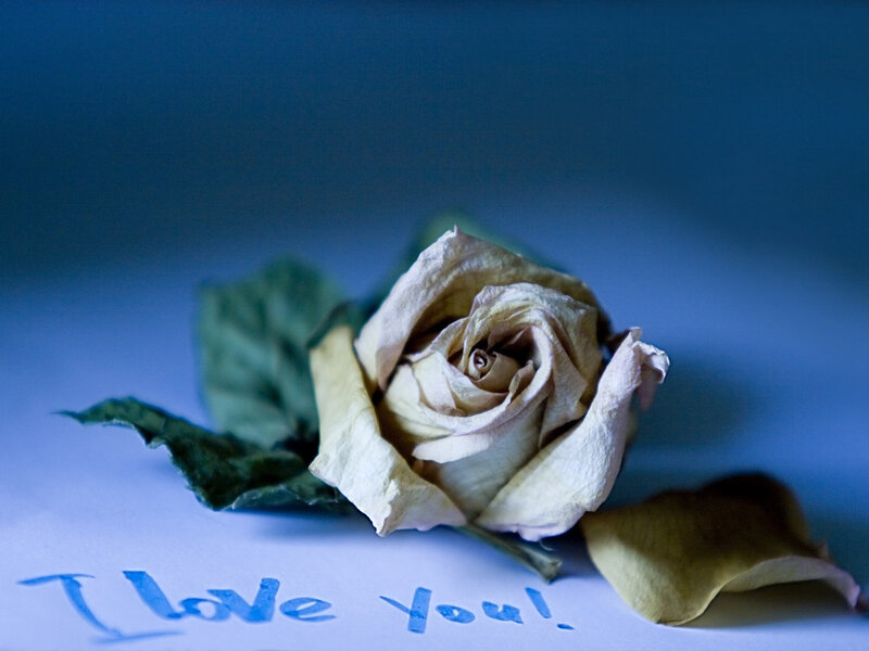 Dried Rose on Paper