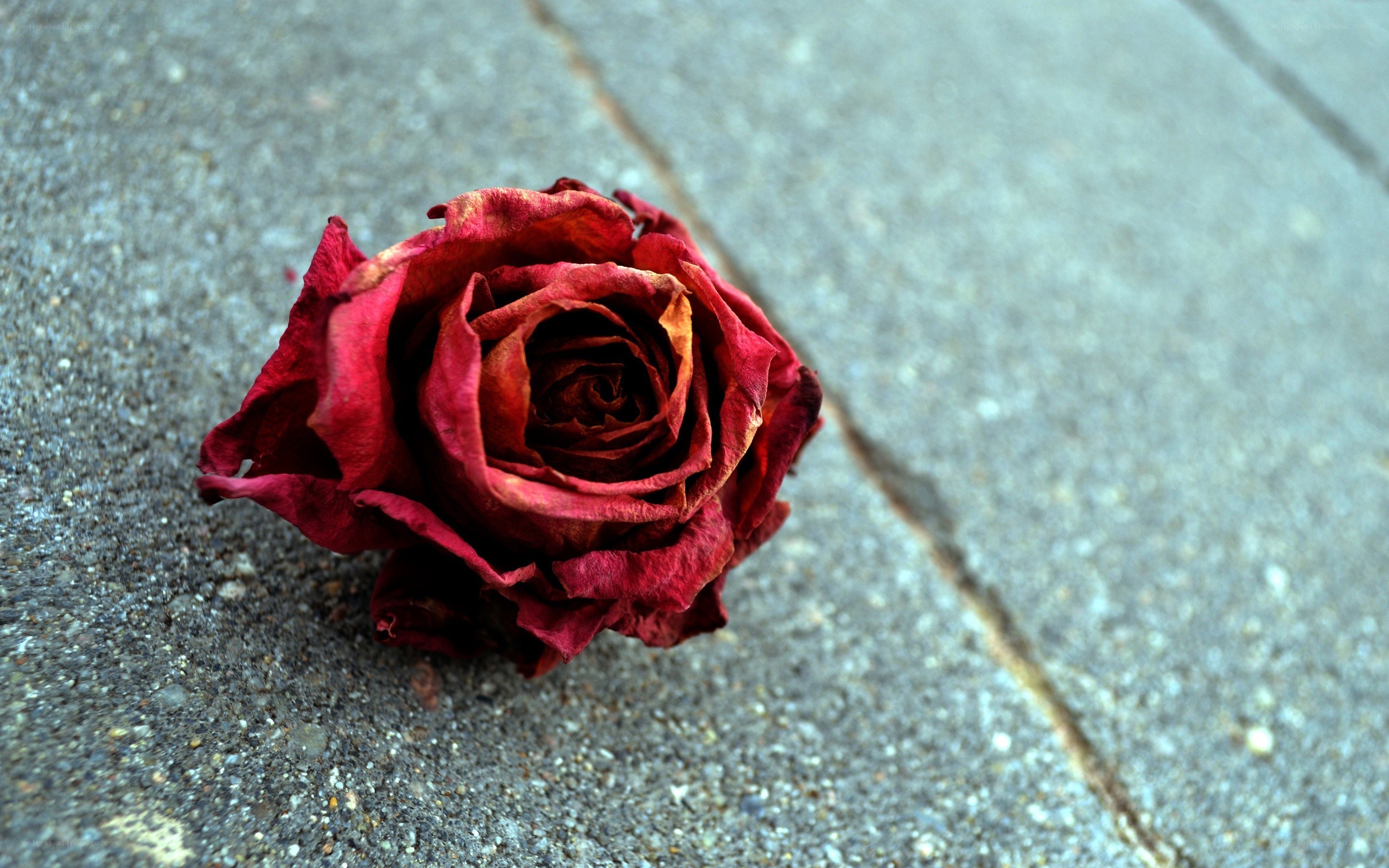 dried rose on pavement
