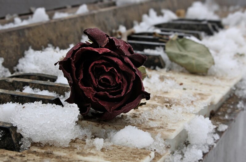 Dried Rose on Piano Keys