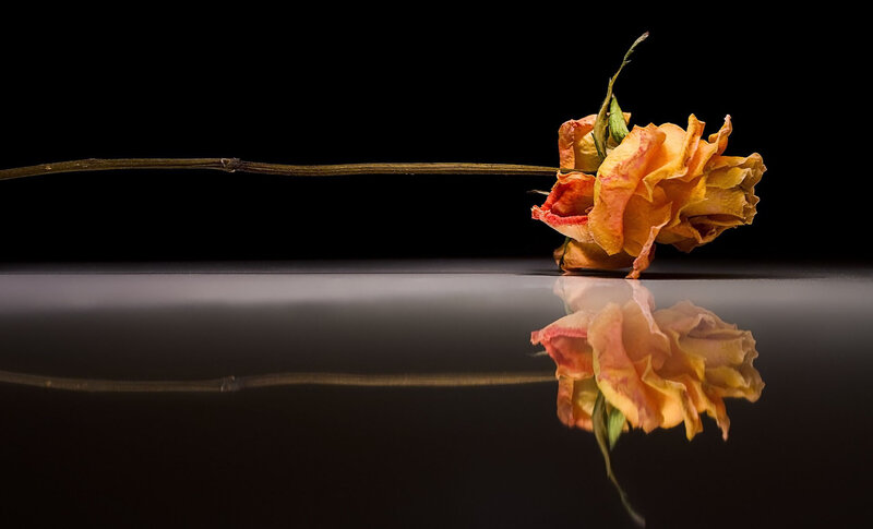 Dried Rose on Reflective Surface — Orange