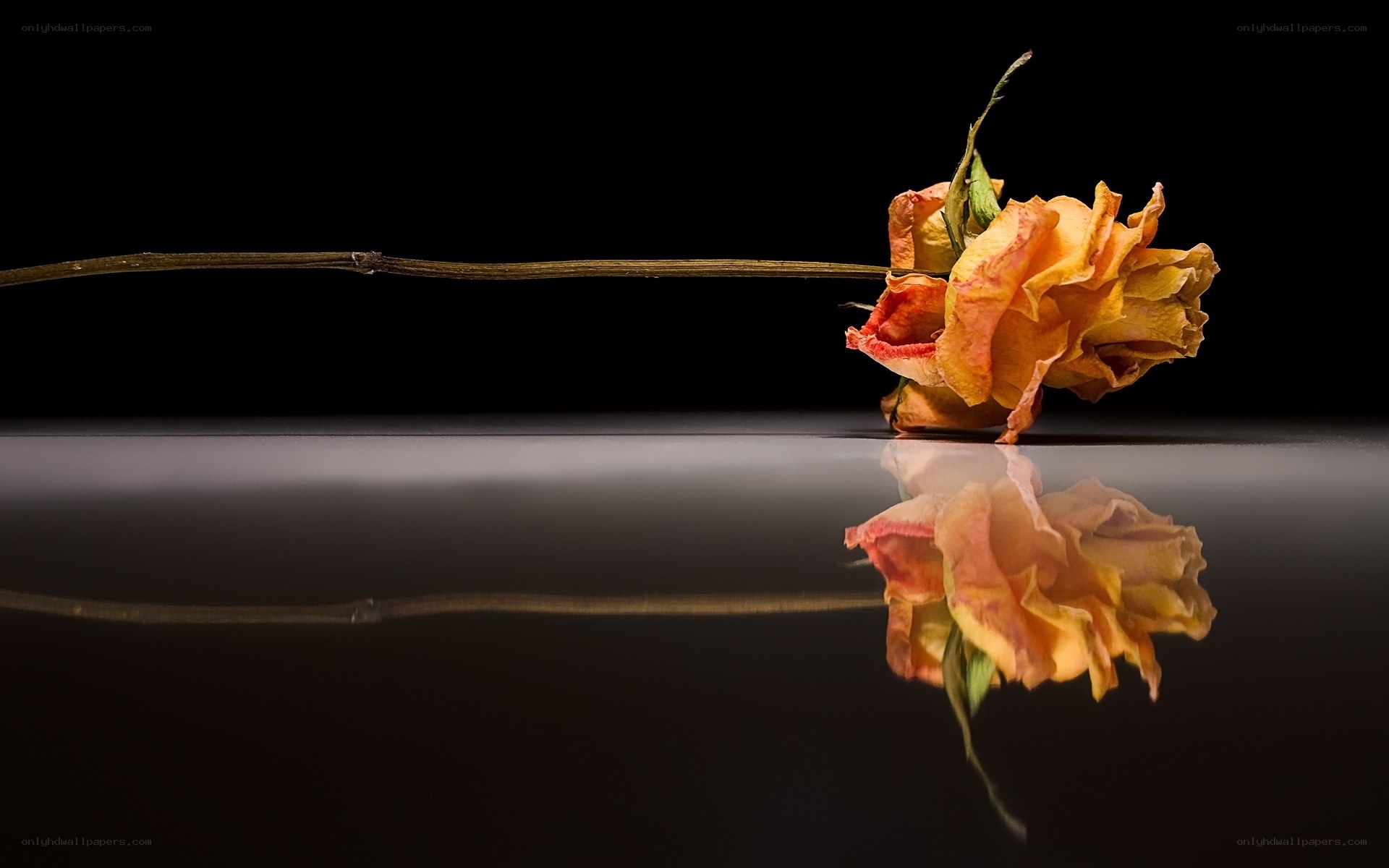 Dried rose on reflective surface