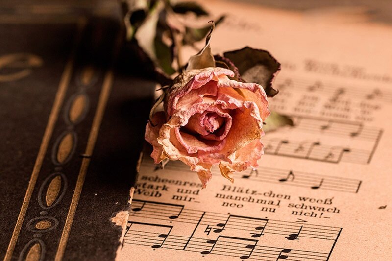 Dried Rose on Sheet Music — Brown, Melancholic, Photograph, Sheet Music