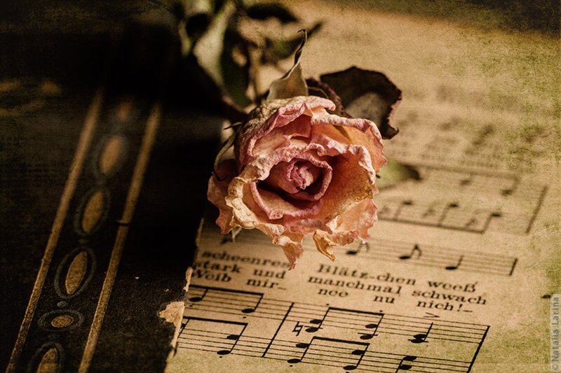 Dried Rose on Sheet Music — Brown, Melancholic, Photograph