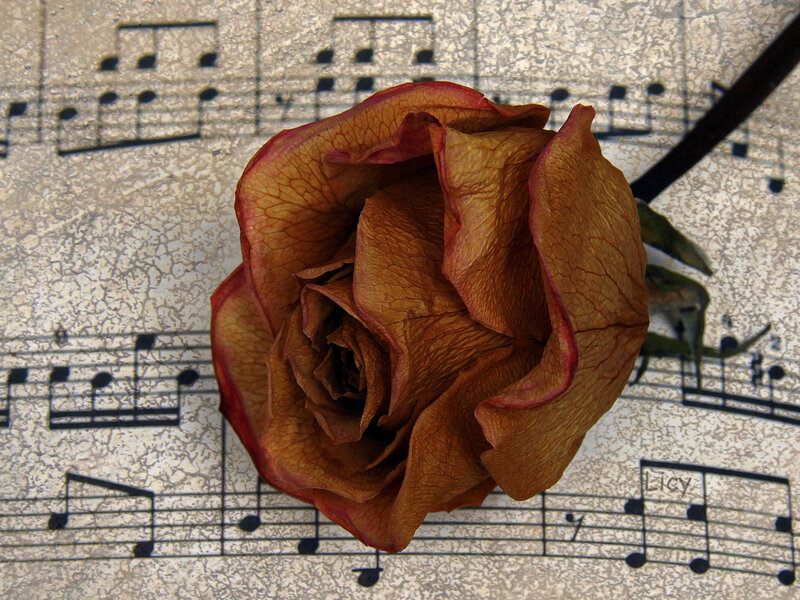 Dried Rose on Sheet Music — Brown, Melancholic