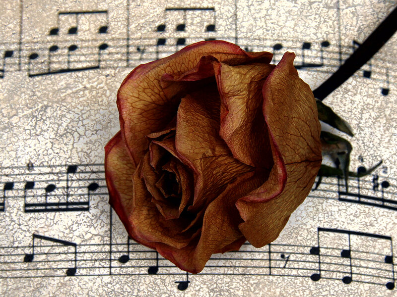 Dried Rose on Sheet Music — Brown