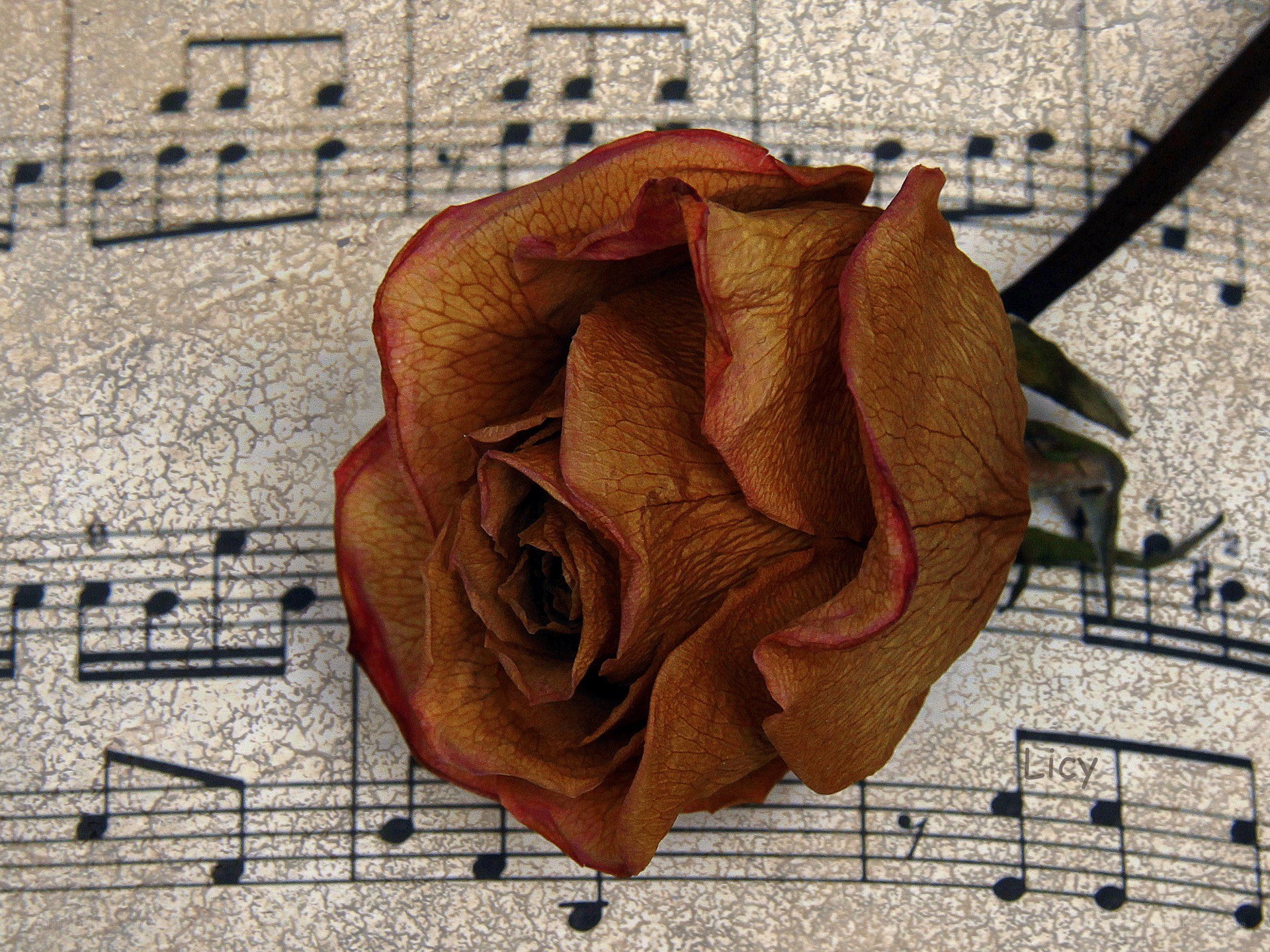 Dried rose on sheet music
