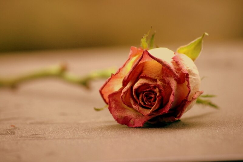 Dried Rose on Surface
