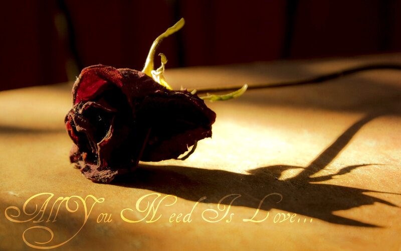 Dried Rose on Table