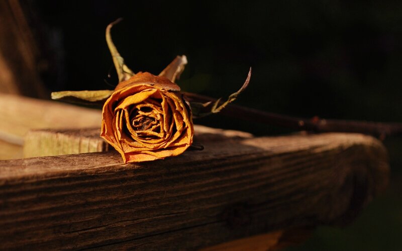Dried Rose on Wood — Brown, Somber, Sunset, Photograph, Stem
