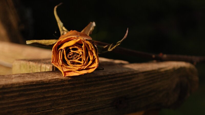 Dried Rose on Wood — Brown, Somber, Sunset
