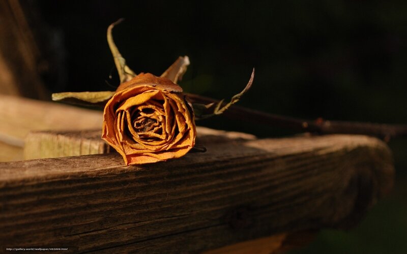 Dried Rose on Wood — Brown, Somber