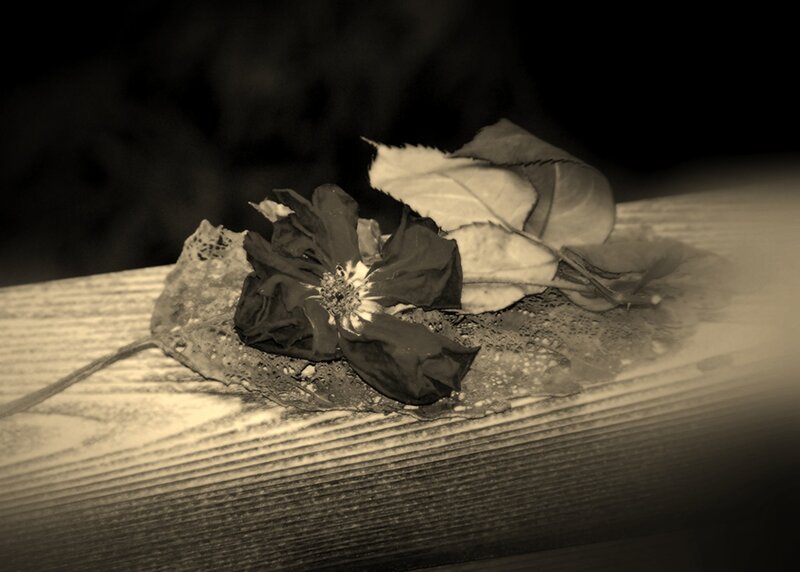 Dried Rose on Wood — Brown