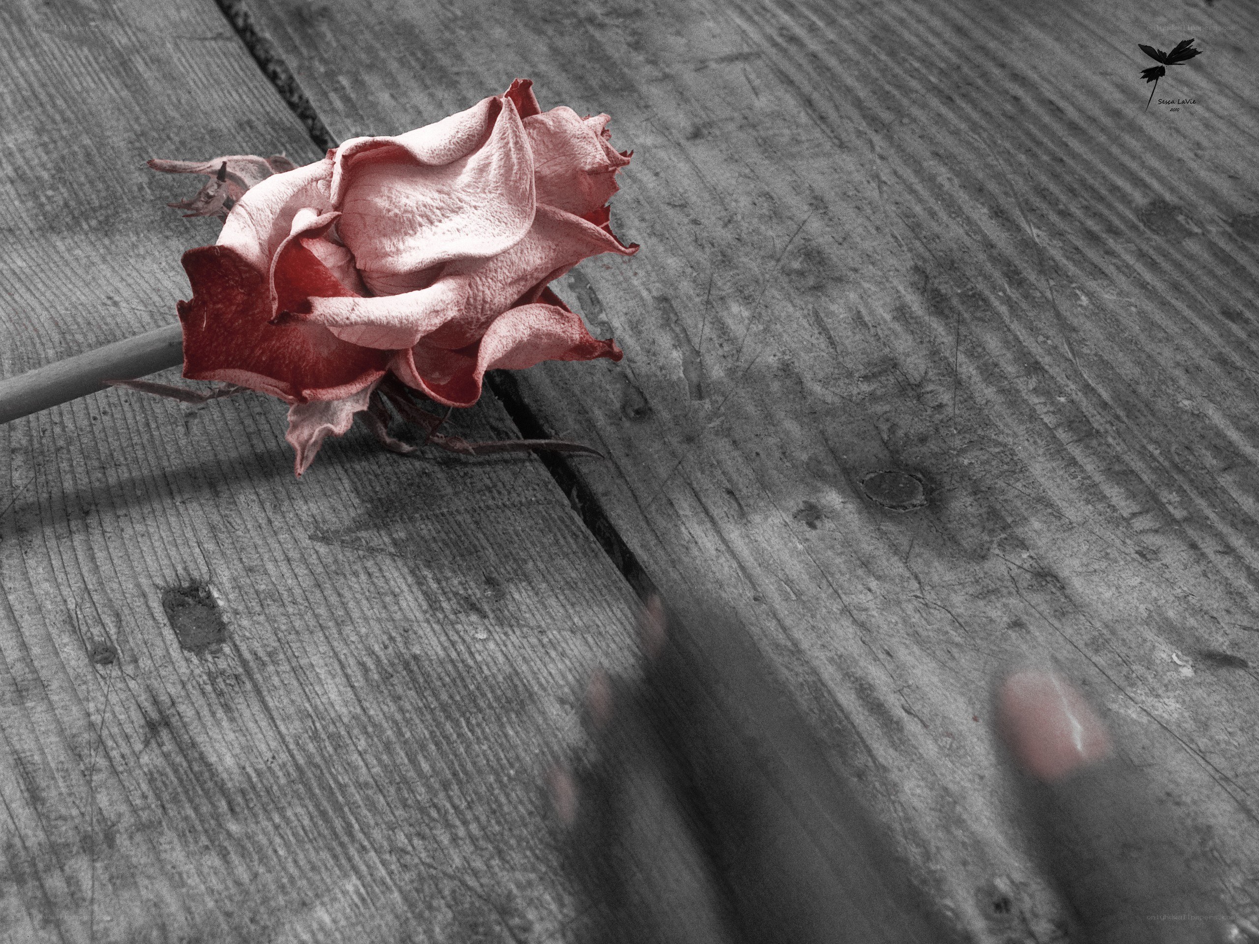 dried rose on wooden surface