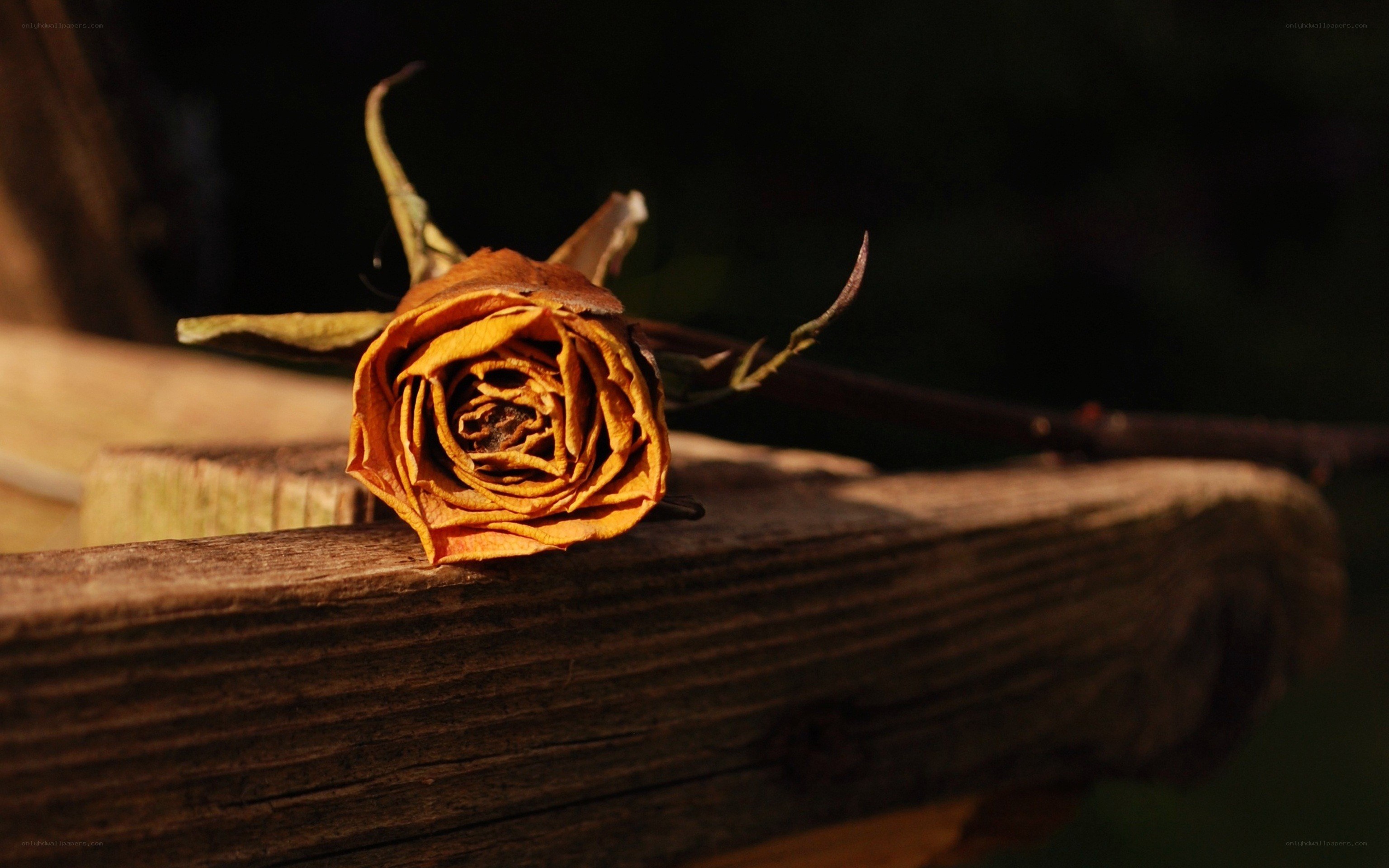 Dried rose on wooden surface