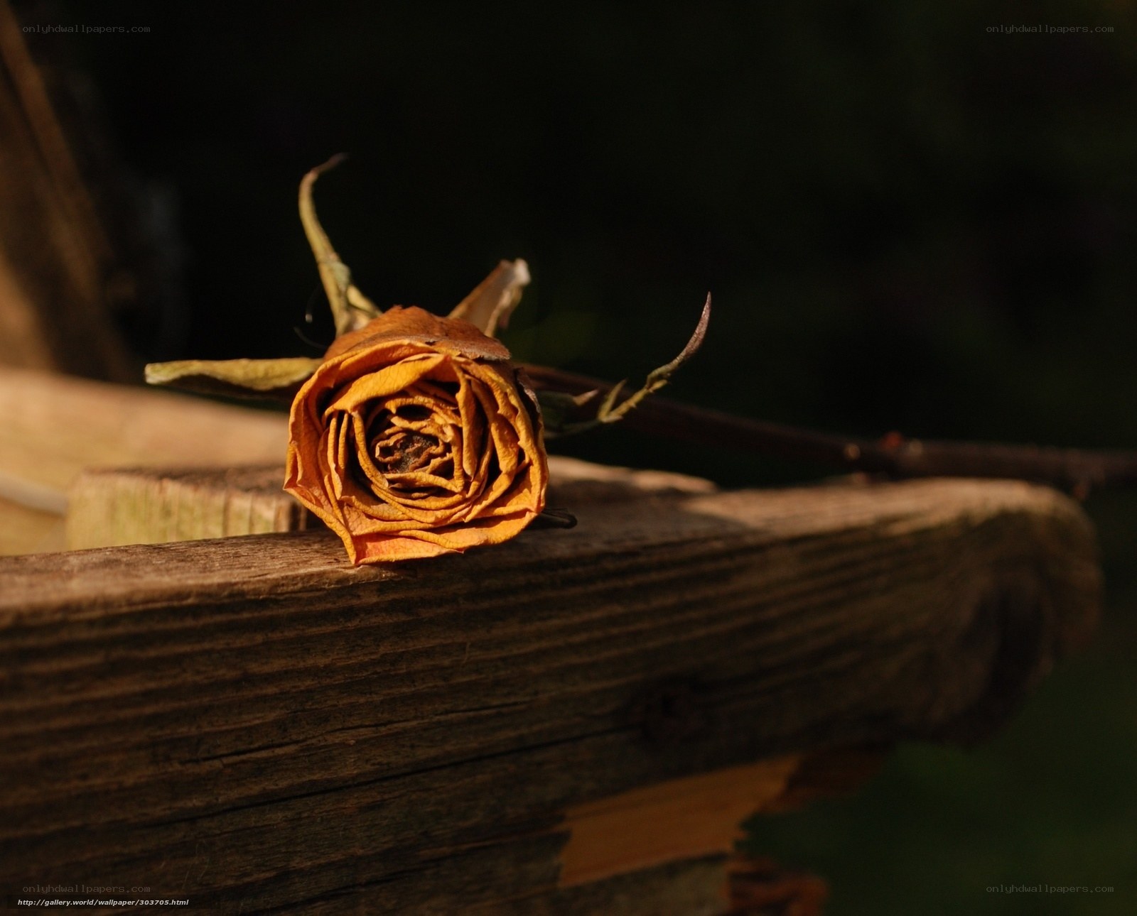 Dried rose on wooden surface