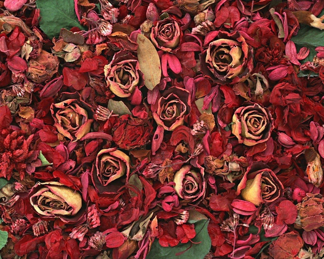 dried rose petals and flowers