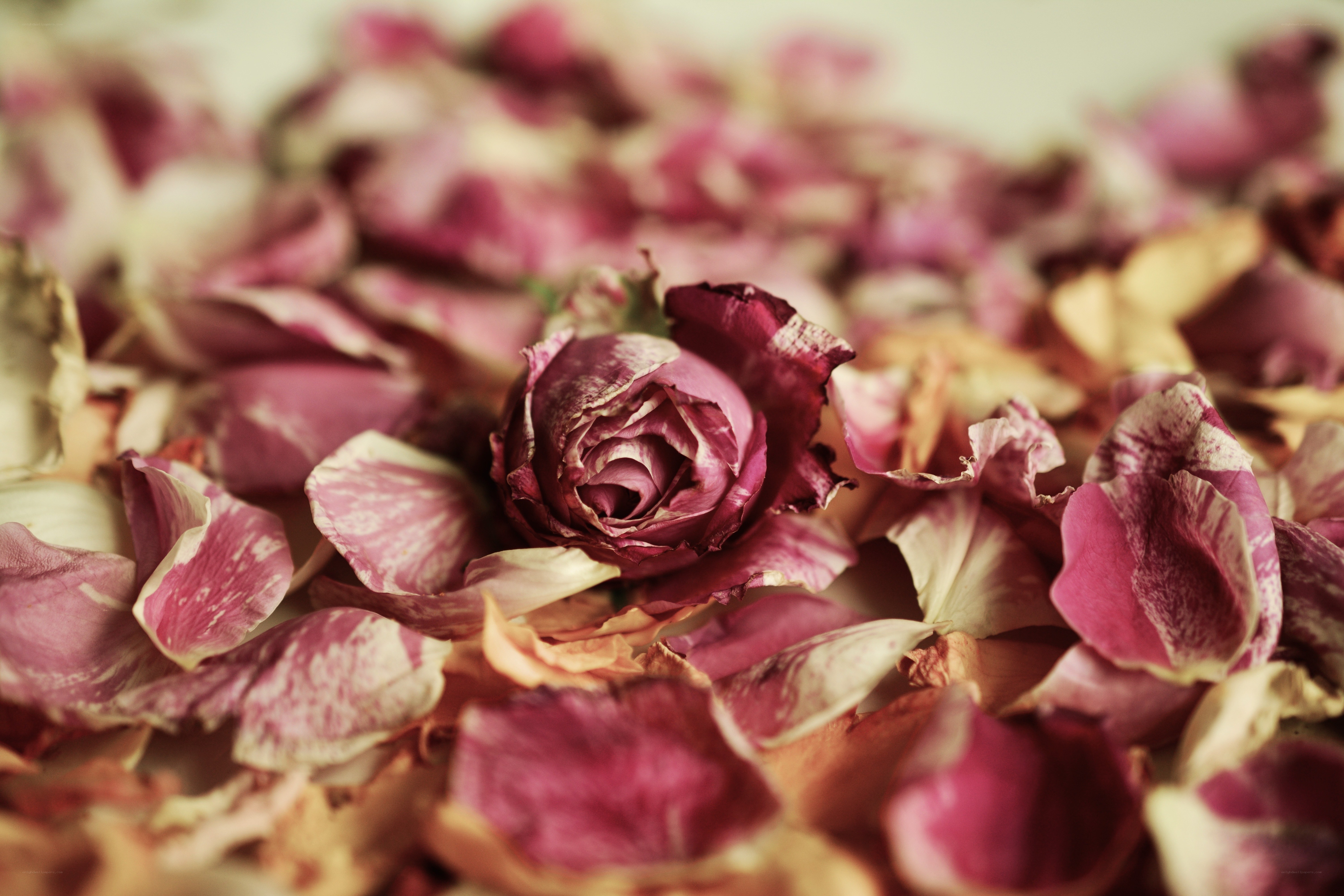 dried rose petals in focus