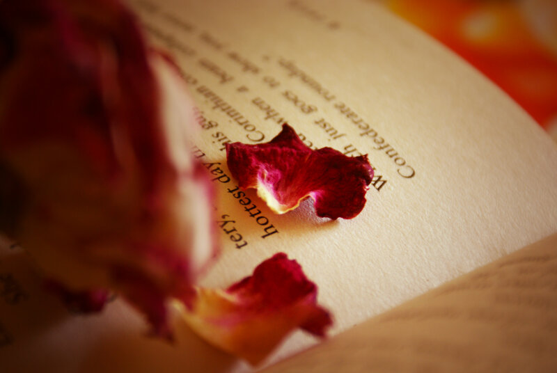 Dried Rose Petals on Book