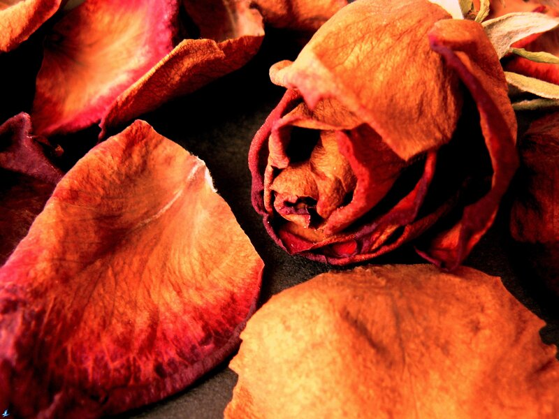 Dried Rose Petals