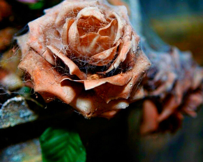 Dried Rose with Spiderwebs