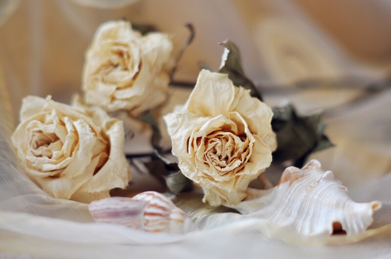 Dried Roses and Seashells