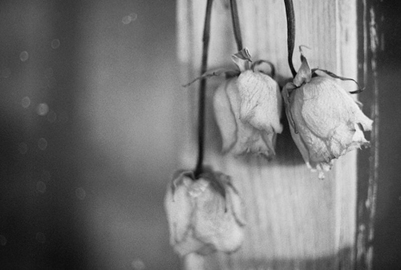 Dried Roses Hanging
