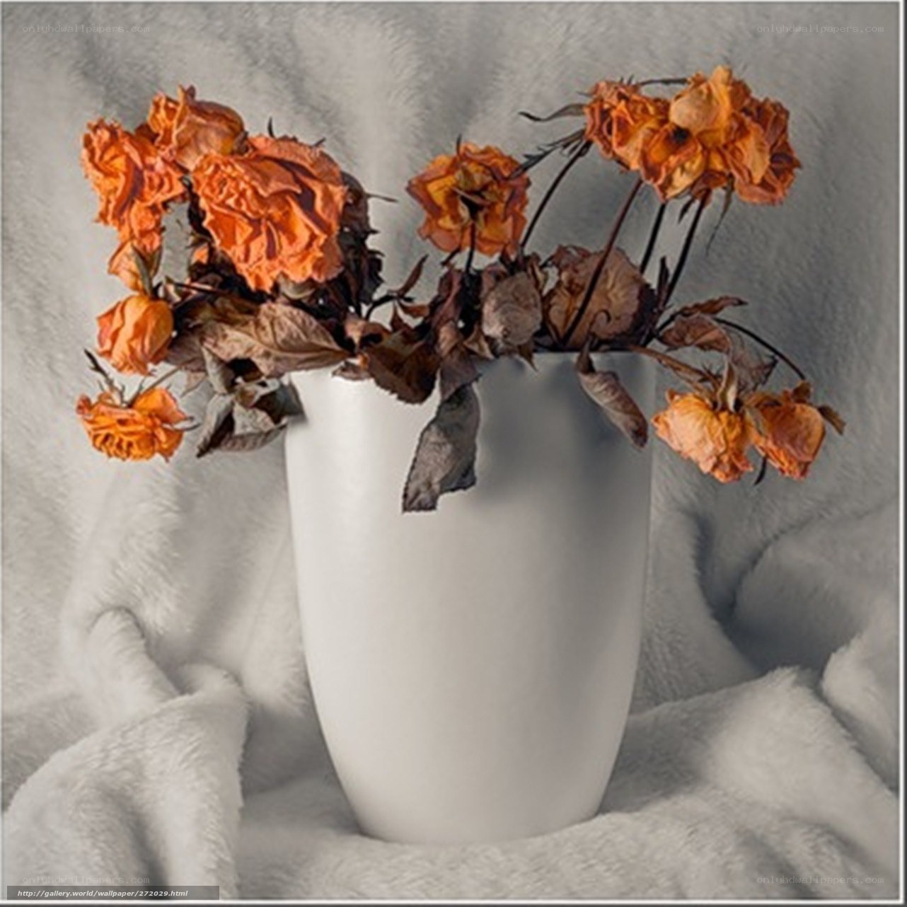 Dried roses in a white vase