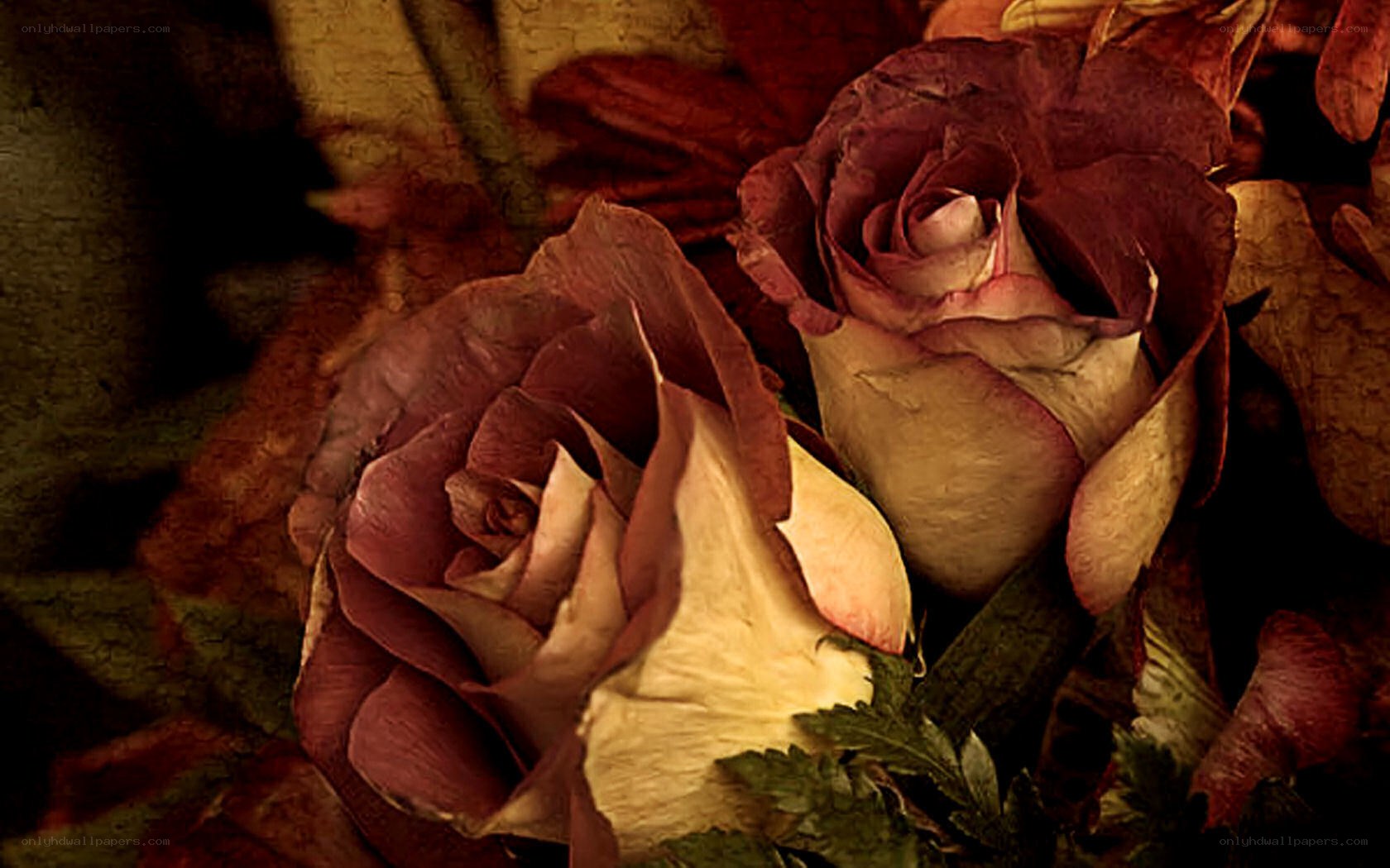 dried roses in autumn colors