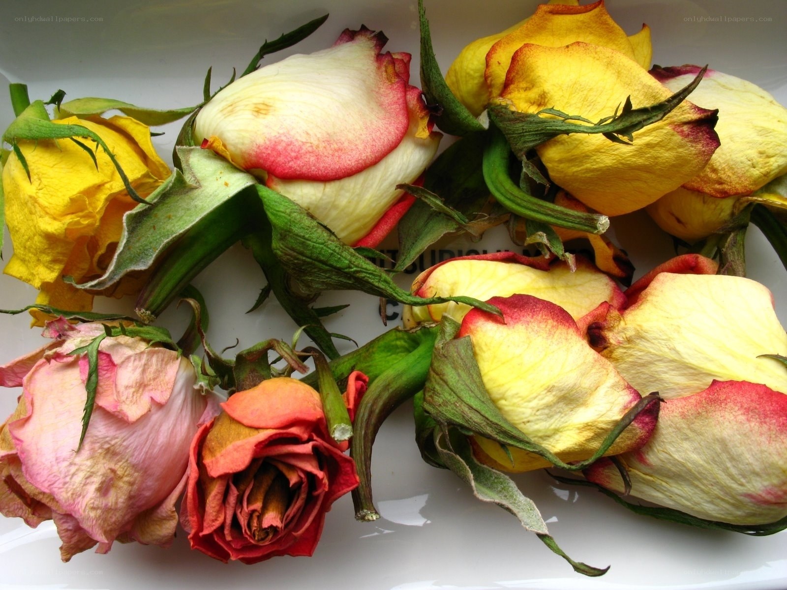 dried roses on a plate