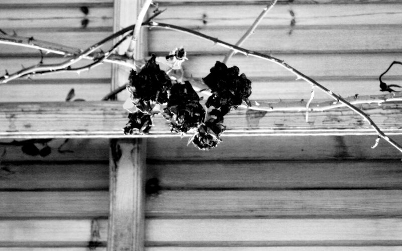 dried roses on a wooden beam