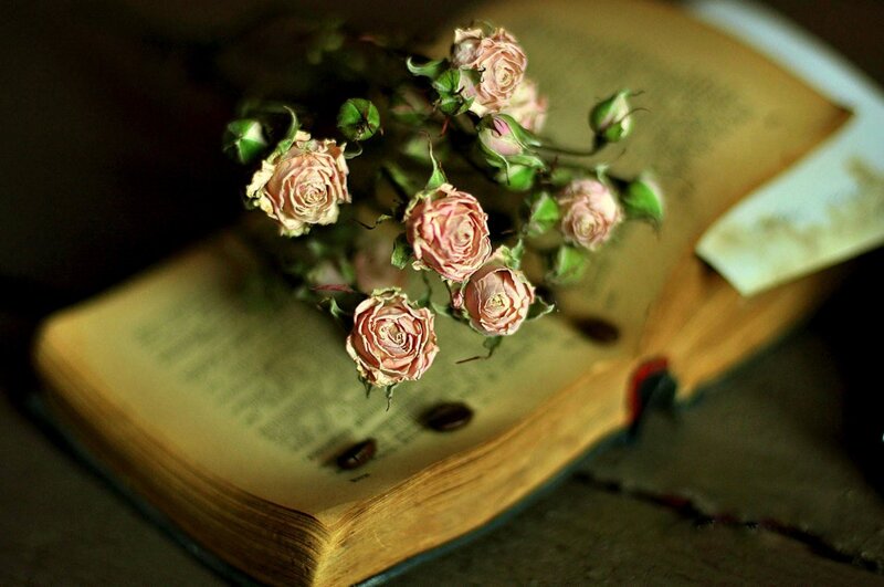 Dried Roses on Book