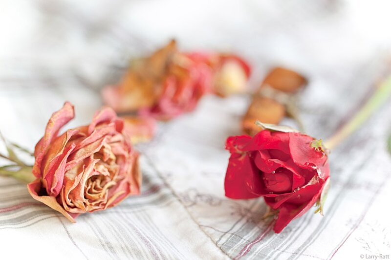 Dried Roses on Fabric