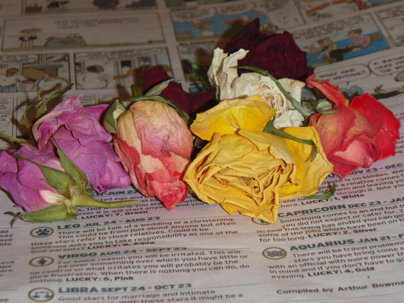 Dried Roses on Newspaper