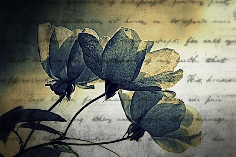 Dried Roses on Paper